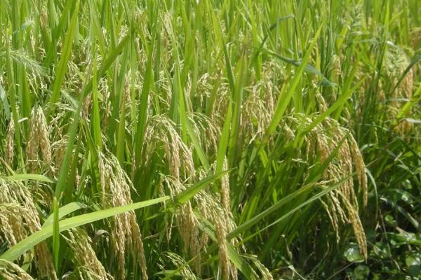 丽粳18号（试验名称：丽粳18号）水稻种子介绍，3月10—23日播种