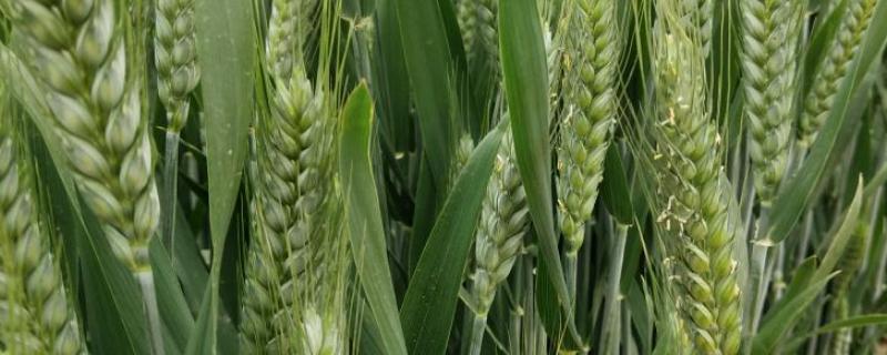 楚麦16号(试验名称：楚选2801)小麦品种简介，生育期168天