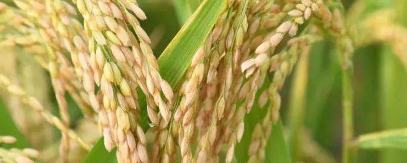 丽粳18号（试验名称：丽粳18号）水稻种子介绍，3月10—23日播种