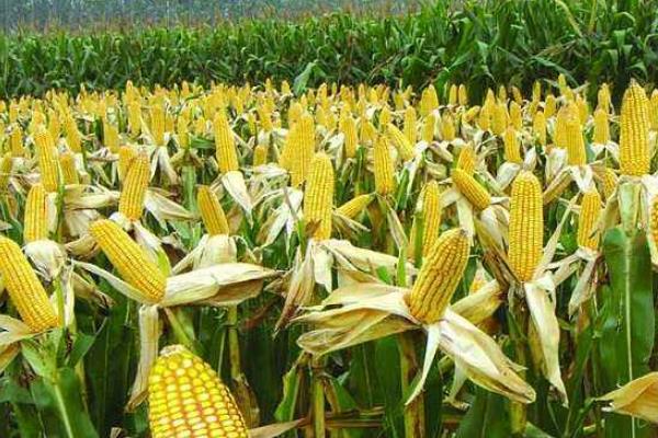 陕单650玉米种子特征特性，足墒播种