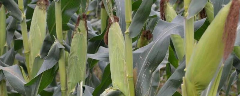 陕科16玉米品种简介，苗期注意防治地下害虫
