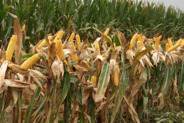 三禾1307玉米品种简介，每亩保苗3000～3500株