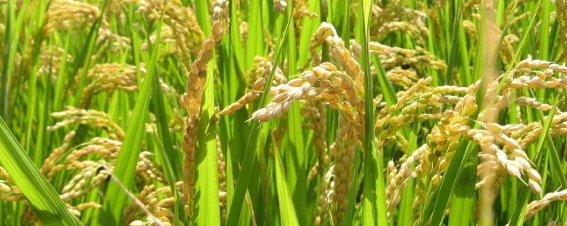 创两优银华粘水稻品种的特性，秧田亩播种量10千克