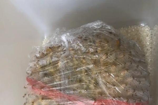 怎么催熟榴莲，可用熟果或大米催熟等