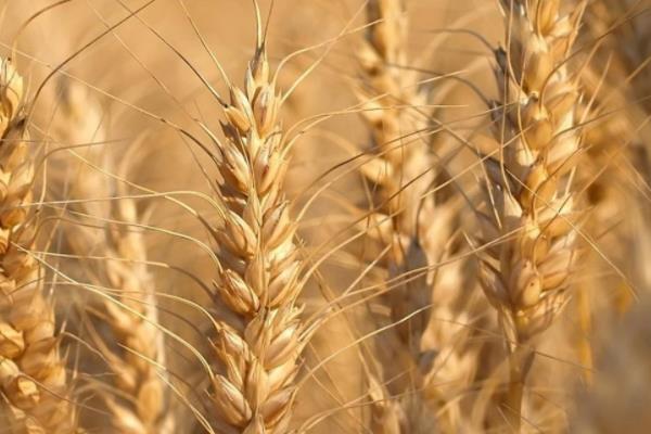 陇育11号小麦品种的特性，生育期273天