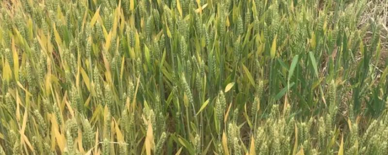 中植7号小麦种子特点，10月中下旬播种