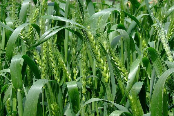 中植7号小麦种子特点，10月中下旬播种