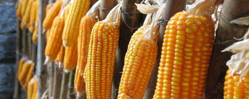 中地9988玉米种子介绍，属中晚熟杂交品种