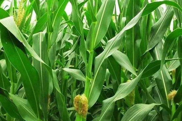 广德56玉米种子特点，亩密度4500株