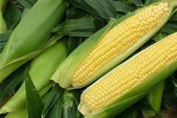 ND376玉米种子简介，该品种植株生长旺盛