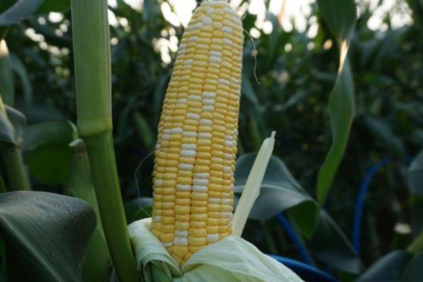 九玉M03玉米品种简介，4月下旬至5月上旬播种