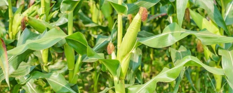 黄糯9号玉米种子特点，加强病虫害的防治
