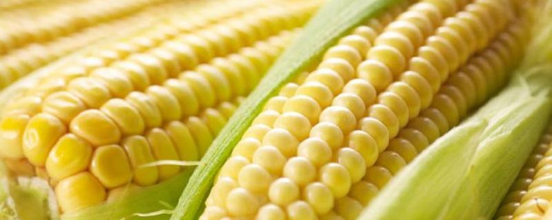 春光7501玉米品种的特性，中等肥力以上地块栽培