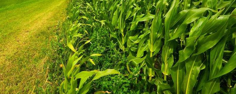 新单68玉米种子特征特性，大喇叭口期防治玉米螟