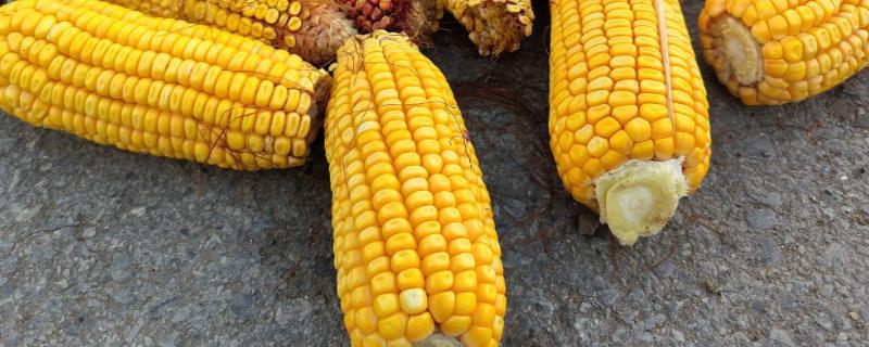 华农5173玉米种子介绍，注意防治灰斑病