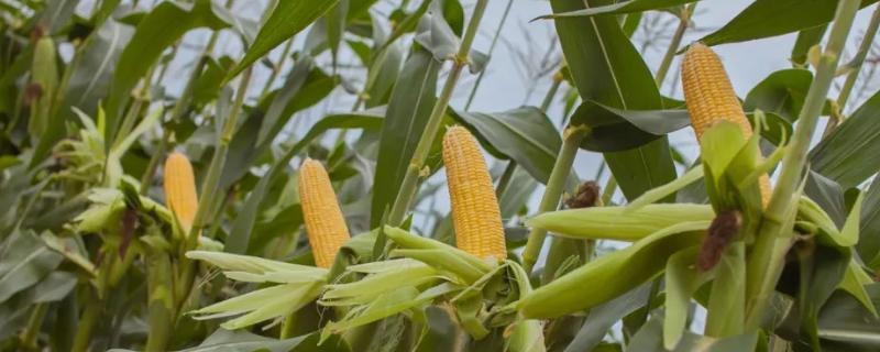 S1602玉米种子特点，建议精量播种