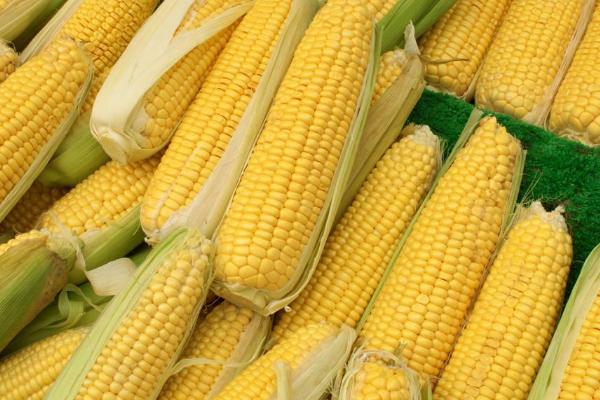 浙甜11玉米种子特征特性，注意防治小斑病和纹枯病