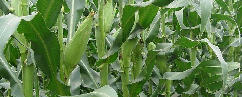 金糯695玉米种子特征特性，每亩追施尿素10千克