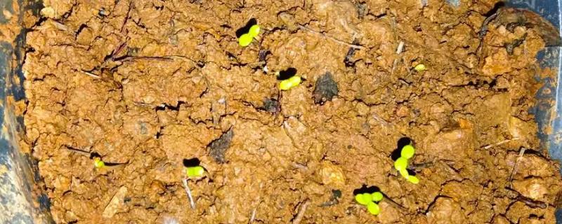 雏菊的种植方法，用温水浸种后再播入盆土中
