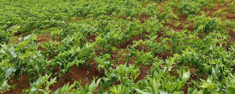 玉竹一亩地产多少，一亩地的产量为1400斤左右