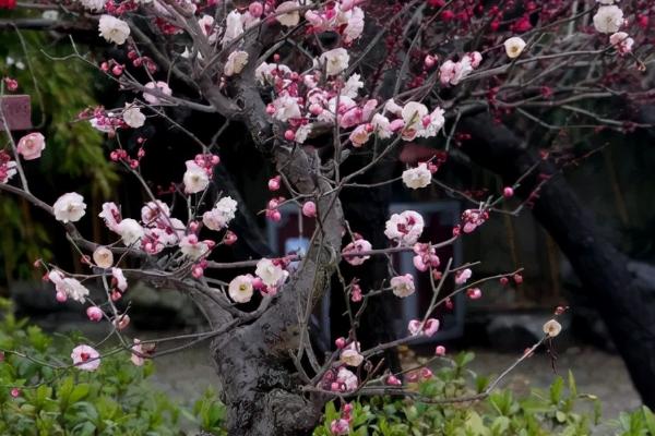 梅花盆景枝干的原因及处理方法，水分不足、光照过强等都会导致