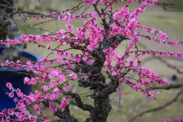 梅花盆景枝干的原因及处理方法，水分不足、光照过强等都会导致