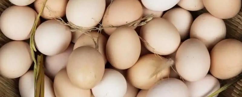哪个品种的鸡蛋最有营养，土鸡蛋中的叶黄素含量要高一些