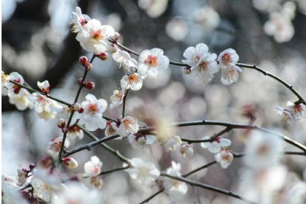 花中四君子的产地，梅花主要分布在我国西南安徽、浙江一带