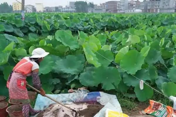 莲藕间隔多久浇一次水，每7天浇水一次即可