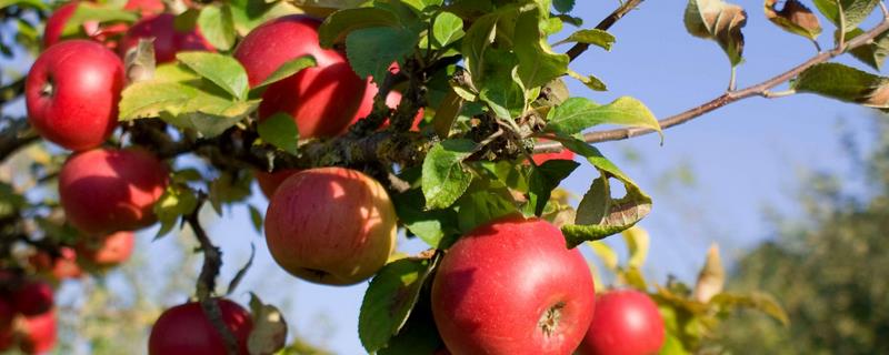 苹果树如何施钙肥，需要抓住高峰期施肥