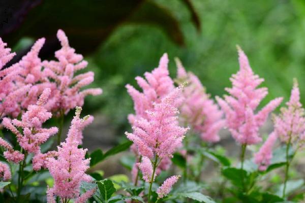 怎么种植落新妇花，播种前先对种粒进行催芽操作