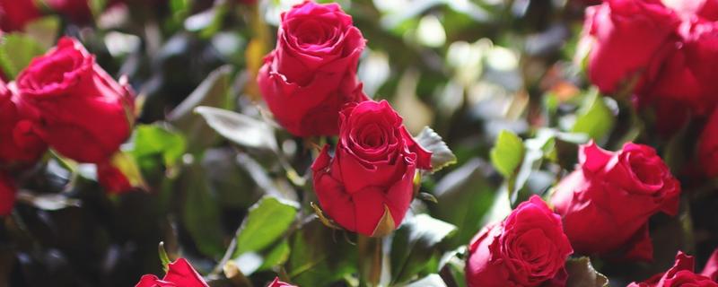 999朵玫瑰花代表什么，寓意无尽的爱、白头偕老