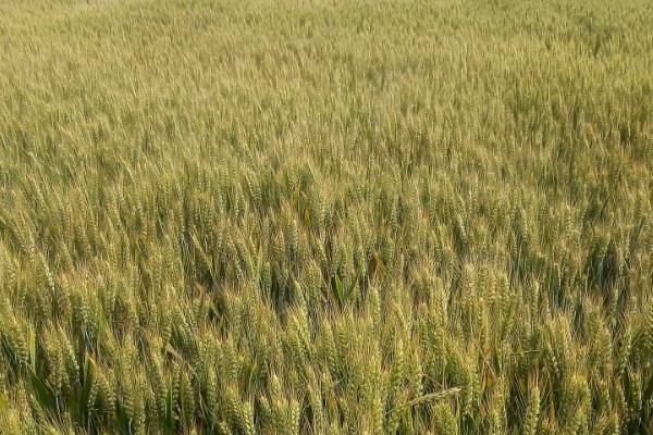 太1305小麦种子特征特性，每亩适宜基本苗20万