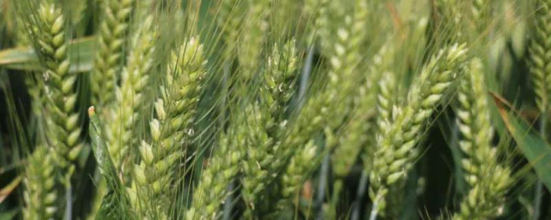 太1305小麦种子特征特性，每亩适宜基本苗20万