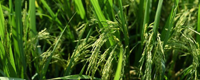 苏秀8608水稻种子简介，高抗条纹叶枯病