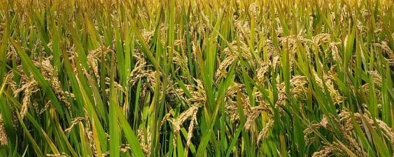 中科发6号水稻种子特点，全生育期152.6天