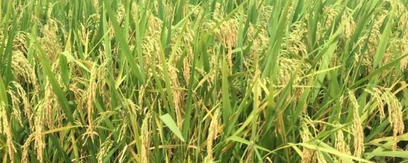 吉大319水稻种子介绍，全生育期151.4天