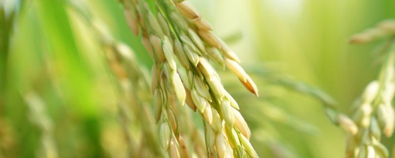 吉洋108水稻品种的特性，每亩有效穗数26.2万穗