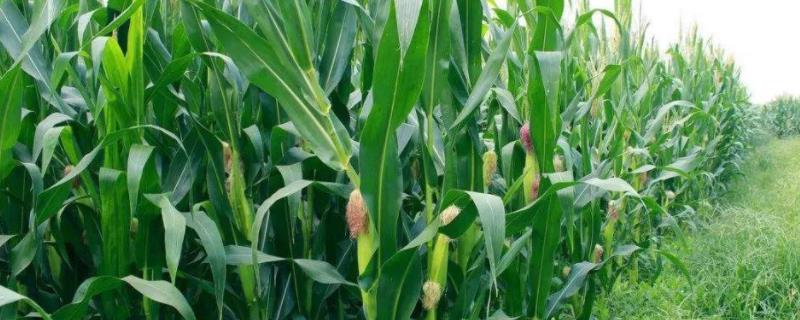 NK815玉米种子介绍，该品种在中等肥力以上地块栽培