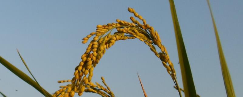 隆两优96水稻品种的特性，每亩大田用种量0千克左右