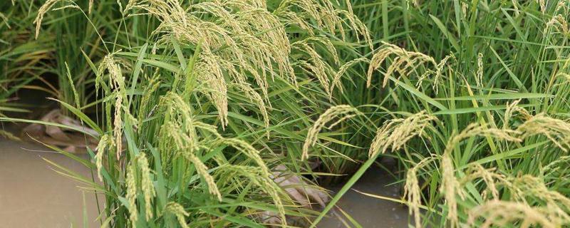 安两优989水稻种子简介，每亩大田用种量0.75千克