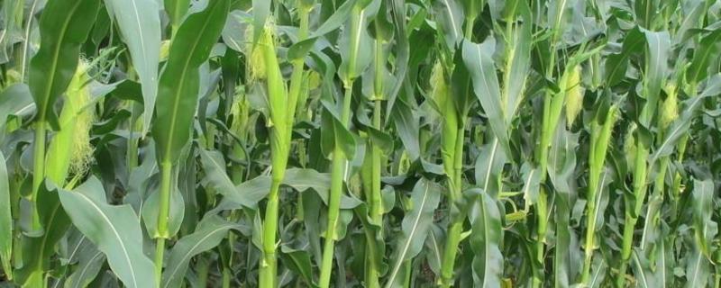 承科1号玉米种子介绍，适宜密度为4500株/亩