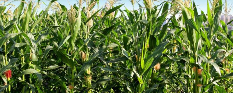 兆育322玉米种子特点，适宜密度为4000株/亩
