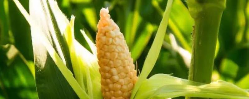 科试188玉米种子介绍，喇叭口期注意防治玉米螟
