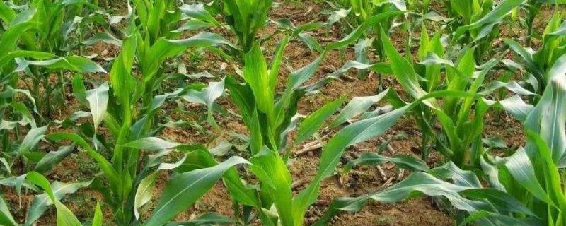华玉68玉米品种简介，适宜播期6月上中旬