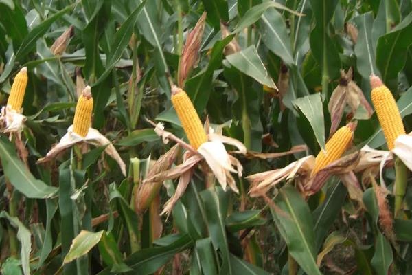 晋单90号玉米种子简介，适宜播期4月下旬至5月中旬
