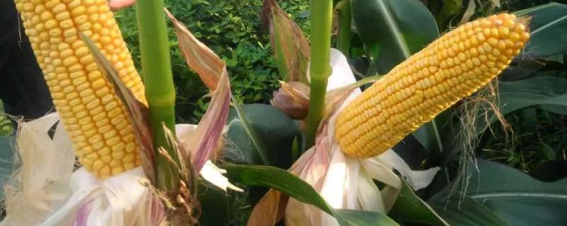 晋阳5号玉米种子特征特性，选择中等以上肥力地种植