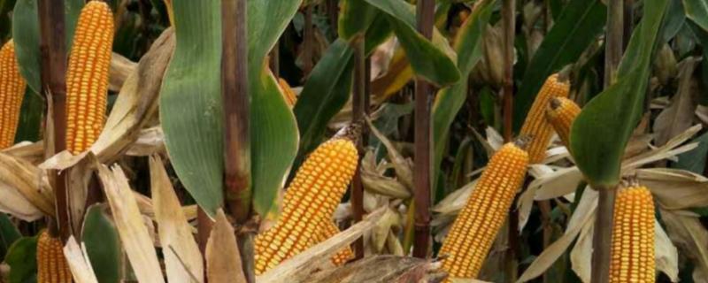 晋单90号玉米种子简介，适宜播期4月下旬至5月中旬