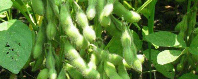 汾豆牧绿2号大豆品种简介，春播生育期150～170天