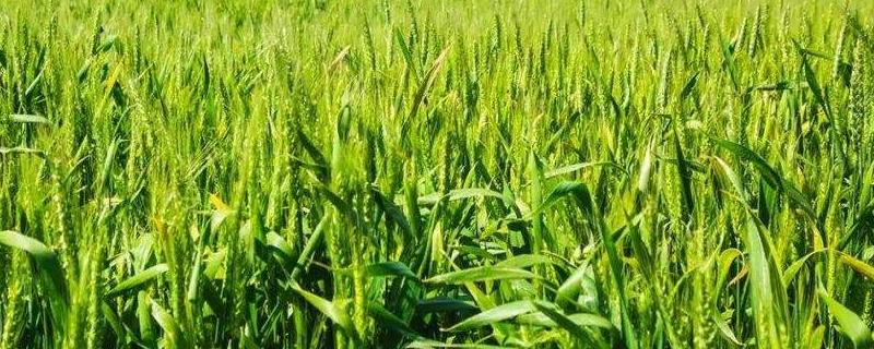 晋春17号小麦种子特点，每亩基本苗35万～40万